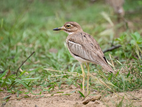 Wassertriel (Burhinus vermiculatus)