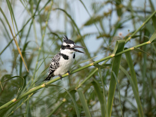 Graufischer (Ceryle rudis)