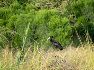Glanzklaffschnabel (Anastomus lamelligerus)