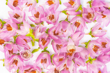 International Women's Day, National Flower Day, International Flower Day, International Color Day. Beautiful Blossoming Purple Scotch Heather (Calluna Vulgaris) on Isolated White Background, Wallpaper