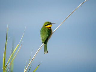 Zwergspint (Merops pusillus)
