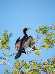 Riedscharbe (Microcarbo africanus)