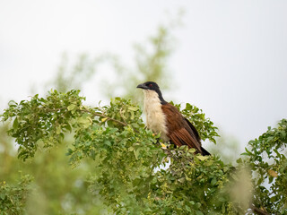 Jakobinerkuckuck (Clamator jacobinus)