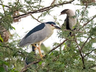 Fototapeta premium Nachtreiher (Nycticorax nycticorax)
