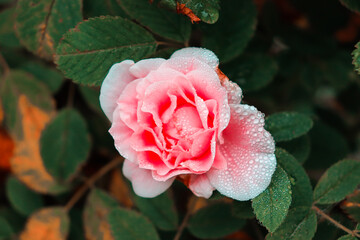 pink rose with drops