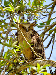 An owl perched on a branch in the forest.