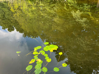 Lake. Surface of the water. Reflections. Aquatic plants.