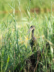 Glanzklaffschnabel (Anastomus lamelligerus)
