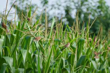 Obraz premium a house sparrow perching on a corn flower in the agricultural field
