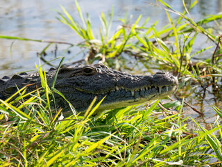 Nilkrokodil (Crocodylus niloticus)