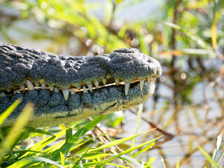 Nilkrokodil (Crocodylus niloticus)