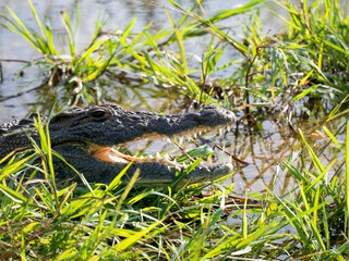 Nilkrokodil (Crocodylus niloticus)