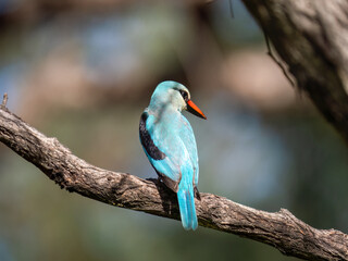 Senegalliest (Halcyon senegalensis)