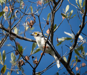 Brillenvangas (Prionopinae), Brillenwürger