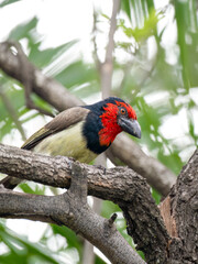 Halsband-Bartvogel (Lybius torquatus), auch Schwarznacken-Bartvogel