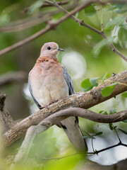 Palmtaube (Spilopelia senegalensis), auch Palmtaube