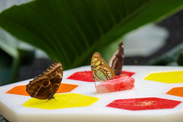 A malachite butterfly resting on top of a piece of watermelon on top of a garden feeder.