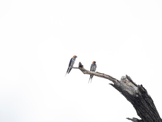 Kleine Streifenschwalbe, Kleine Streifen-Schwalbe (Hirundo abyssinica)