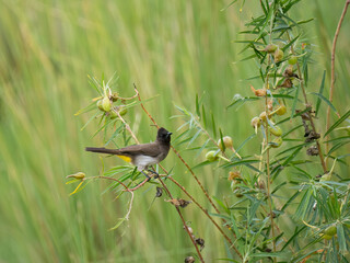 Graubülbül (Pycnonotus barbatus)