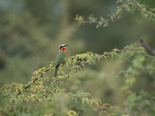 Weißstirnspint (Merops bullockoides)