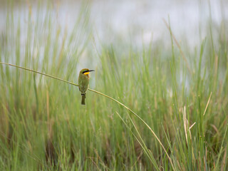 Zwergspint (Merops pusillus)