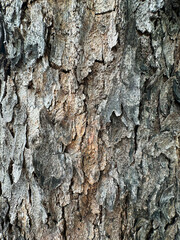 Tree bark texture background