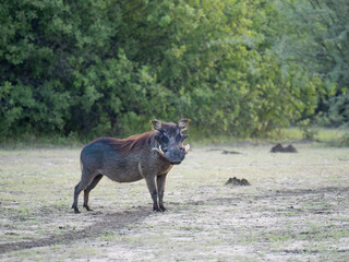 Warzenschwein (Phacochoerus africanus)