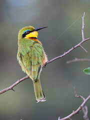 Zwergspint (Merops pusillus)