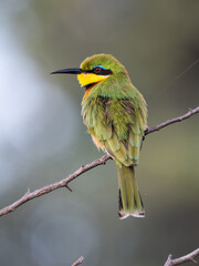 Zwergspint (Merops pusillus)