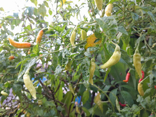 photo of a chili tree bearing heavy and shady fruit