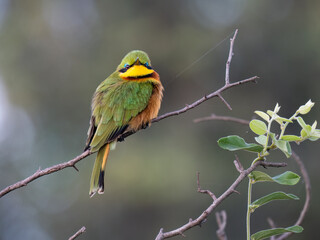 Zwergspint (Merops pusillus)