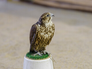 a falcon in captivity