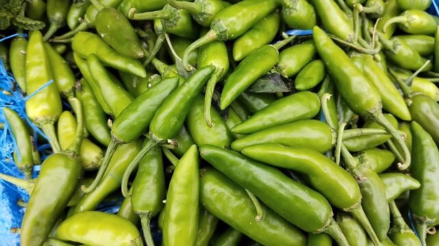 Green chilli chilly pepper vegetable food heap hari mirch, hareemirach, piment vert, spicy ingredient raw fresh closeup video clip