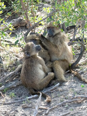 Bärenpavian oder Tschakma (Papio ursinus)