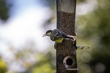 A Great Tit in  a Sussex garden, perched on a bird feeder eating sunflower seeds