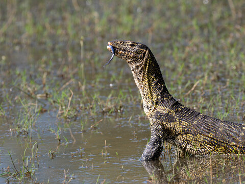 Nilwaran (Varanus niloticus)