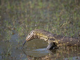 Fototapeta premium Nilwaran (Varanus niloticus)