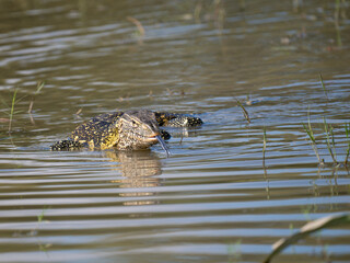 Nilwaran (Varanus niloticus)