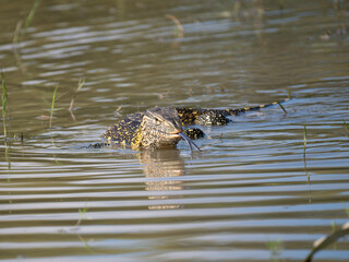 Nilwaran (Varanus niloticus)