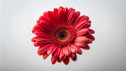 A Burst of Crimson: A Single Red Gerbera Flower Head in Flight  AI Generated