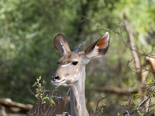 Sambesi-Großkudu (Strepsiceros zambesiensis)