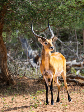 Letschwe (Kobus leche), Wasserbock