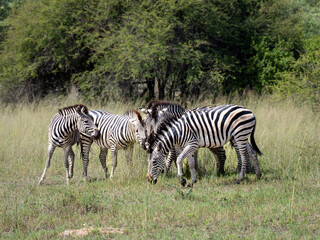 Steppenzebra (Equus quagga)