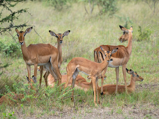 Schwarzfersenantilope oder Impala (Aepyceros melampus)