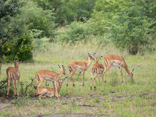 Schwarzfersenantilope oder Impala (Aepyceros melampus)