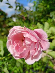 Pink rose blooming in garden Thailand travel 