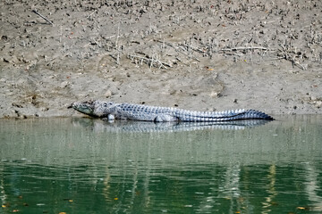 A view of a crocodile taking sunbath near a river in the wildness of Sundarbans mangrove forest, West Bengal