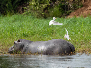 Kuhreiher auf Flußpferd