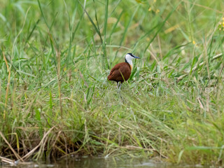 Blaustirn-Blatthühnchen (Actophilornis africanus)