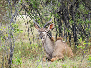 Sambesi-Großkudu (Strepsiceros zambesiensis)